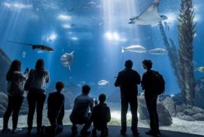Lisbon Oceanarium Voted ‘World’s Best Aquarium’